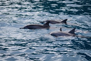 Spinner Dolphin   Kauai Hawaii 9775